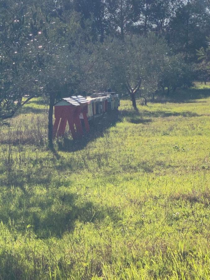 Agriturismo Le Biricoccole Vada Dış mekan fotoğraf